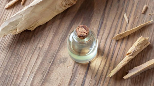Cara Produksi Dan Penggunaan Minyak Atsiri Gaharu