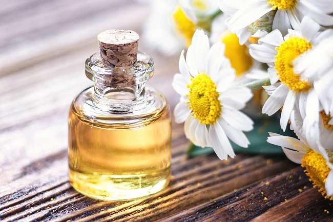 Minyak Esensial Chamomile di Buat Dari Tumbuhan Herbal