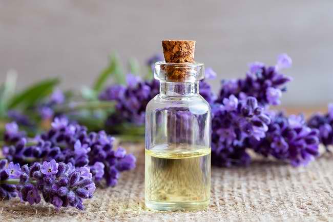 Minyak Esensial Lavender Memiliki Berbagai Manfaat